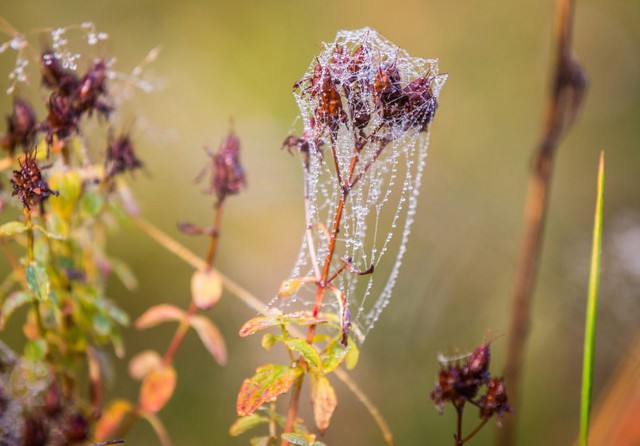 Những giọt sương sớm đọng trên mạng nhện tại ở vùng ngoại ô thành phố Taunus, Đức.