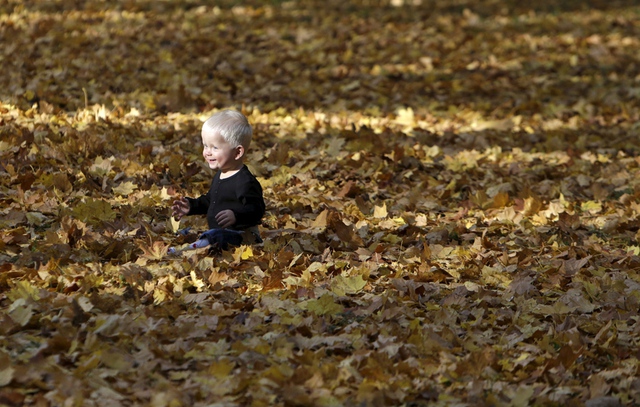 Em bé ngồi trên trên thảm lá thu khô trong một công viên ở Prague, Cộng hòa Czech.