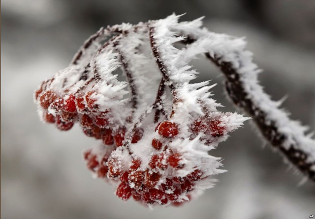 Băng giá đọng lại trên những chùm quả mọng sau một trận bão tuyết ở núi Little Jackson, bang Maine, Mỹ.