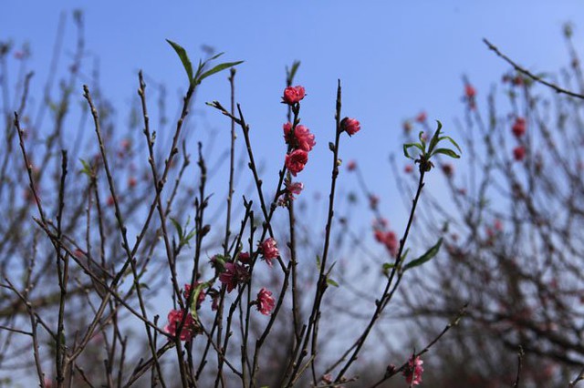 Thời tiết từ đầu mùa đông năm nay có nhiều đợt nắng là nguyên nhân chính khiến đào ra hoa sớm