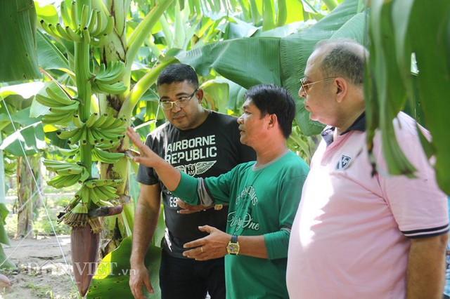 Ngoài các nhân công người Việt, khu vườn triệu đô này còn có một chuyên gia người Philippines với kinh nghiệm hơn 20 năm trồng chuối sang đây hỗ trợ kỹ thuật cho nông dân Việt. Trong ảnh: chuyên gia người Philippines (giữa) cùng các thương gia Dubai xem chuối