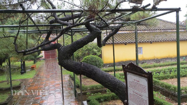 
Cây thông có hình dáng “rồng bay phượng múa” được vua Minh Mạng trồng năm 1821 tại Miếu Thế Tổ.
