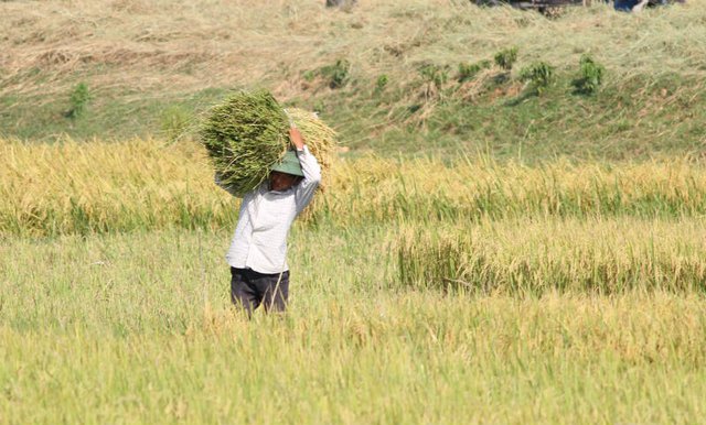 thần hộ vệ, người nông dân, chống chọi, nắng thiêu đốt, Hà Tĩnh