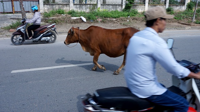 
Dù đi đúng hay sai luật, các phương tiện đều hết sức dè chừng những con bò thong dong giữa đại lộ.
