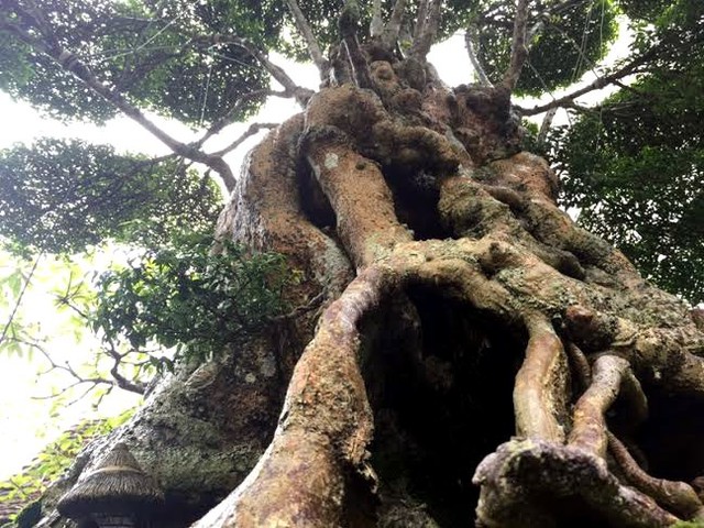 Hội đủ các yếu tố “cổ - kỳ - mỹ”, cây mai chiếu thủy này khiến nhiều dân chơi trong nghề ngày đêm thèm muốn được sở hữu