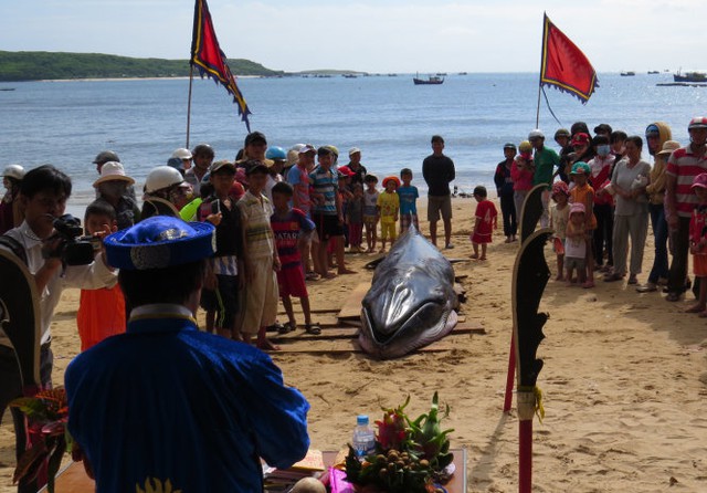 
Ngư dân thực hiện nghi lễ cúng kính, chuẩn bị an táng cá voi - Ảnh: Duy Thanh
