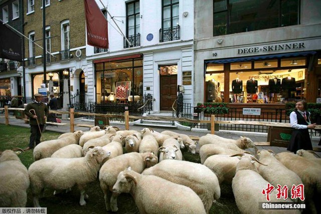 
Phố Savile Row vẫn nổi tiếng là khu phố may đo truyền thống của nam giới. (Nguồn: CCTVNews)
