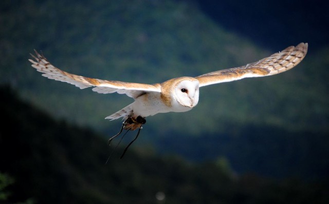 barn owl