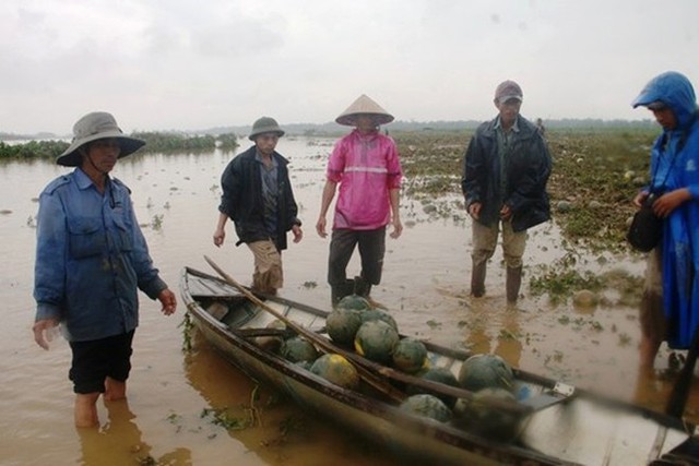 Dưa hấu được đưa lên ghe chở về nhà.