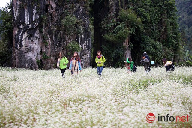 
Lễ hội hoa tam giác mạch thu hút rất nhiều khách du lịch trong nước và quốc tế
