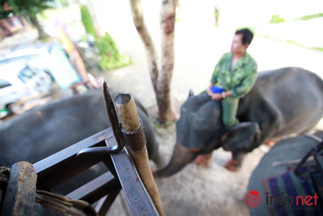 
Mỗi lượt cưỡi voi giá 400k/1h. Du khách sẽ được tận hưởng cảm giác bồng bềnh đi dọc con đường làng MNông, sau đó voi sẽ cõng du khách lội và bơi qua hồ Lăk. Để thuần hóa được những chú voi to lớn nặng trên dưới 2 tạ, quản tượng nào cũng có những dụng cụ đặc biệt huấn luyện voi.
