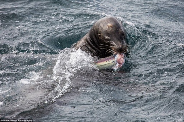
Chú sư tử biển xé xác con cá mập. (Nguồn: Daily Mail)
