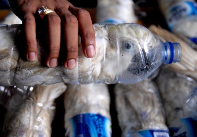 Cảnh sát cầm một chiếc chai nhựa có nhét một con vẹt mào vàng bên trong nhằm mục đích mua bán bất hợp pháp tại cơ quan hải quan cảng Tanjung Perak ở Surabaya, tỉnh Đông Java, Indonesia, ngày 4-5. Cảnh sát đã bắt giữ một người đàn ông đi du lịch bằng tàu từ Makassar, Sulawesi với 22 con vẹt mào có nguy cơ tuyệt chủng được giấu bên trong những chai nước.