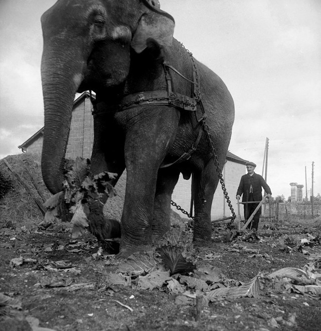 Một chú voi đến từ gánh xiếc Amar, Pháp năm 1941.