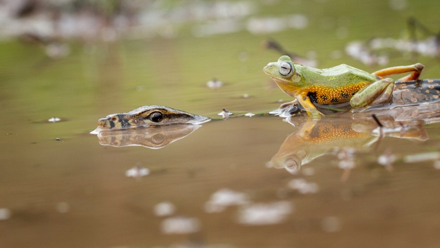 Ếch ngồi trên một con thằn lằn ở West Kalimantan, Indonesia.