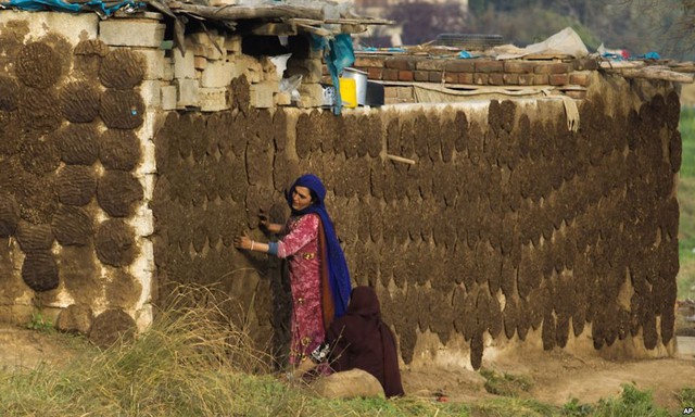 Người dân phơi phân bò trên tường ở ngoại ô thành phố Islamabad, Pakistan. Phân bò khô được sử dụng làm chất đốt thay thế củi tại các vùng nông thôn ở Pakistan.