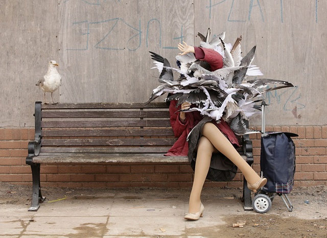 Chim mòng biển tấn công người phụ nữ ngồi trên ghế ở Western-super-Mare, Anh.
