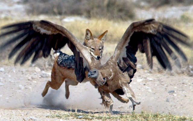 Chó rừng truy đuổi kền kền trong cuộc chiến tranh giành thức ăn tại vườn quốc gia Kgalagadi, Botswana.
