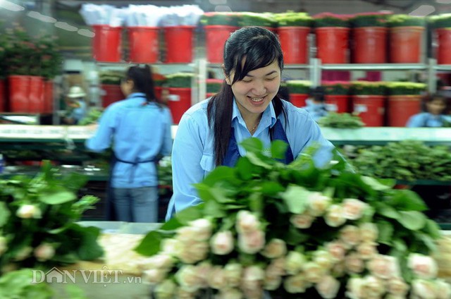 
Hình ảnh người công nhân và vườn hoa trong trang trại hoa Đà Lạt này rất đẹp và chuyên nghiệp.
