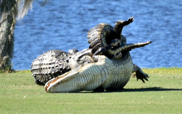 Hai con cá sấu quyết chiến giữa một sân golf tại thành phố Englewood ở bang Florida, Mỹ.