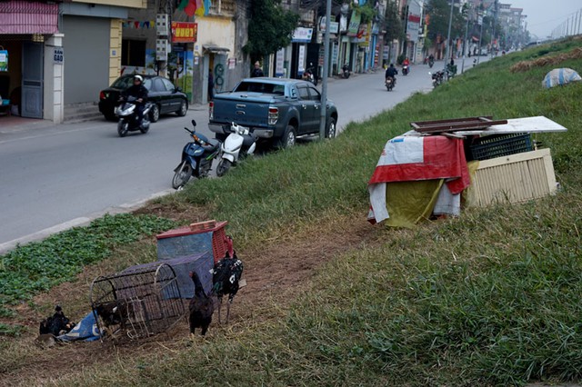 Tăng gia, nuôi gà, trồng rau, đê điều