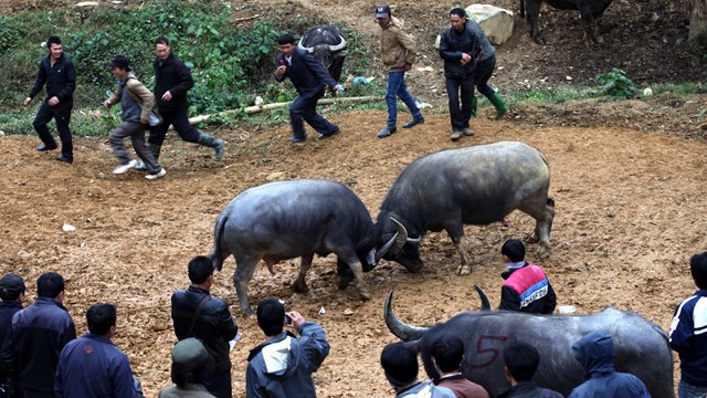 Chợ trâu, chợ phiên, Cán Cấu, tây bắc