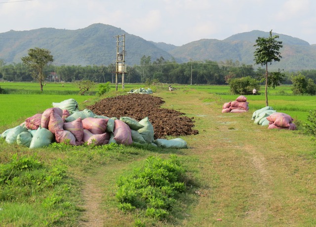 phân bò, chuyện lạ, Phú Yên, tranh giành, mua bán, phân khô