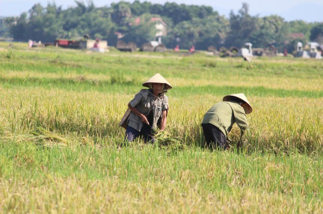 thần hộ vệ, người nông dân, chống chọi, nắng thiêu đốt, Hà Tĩnh