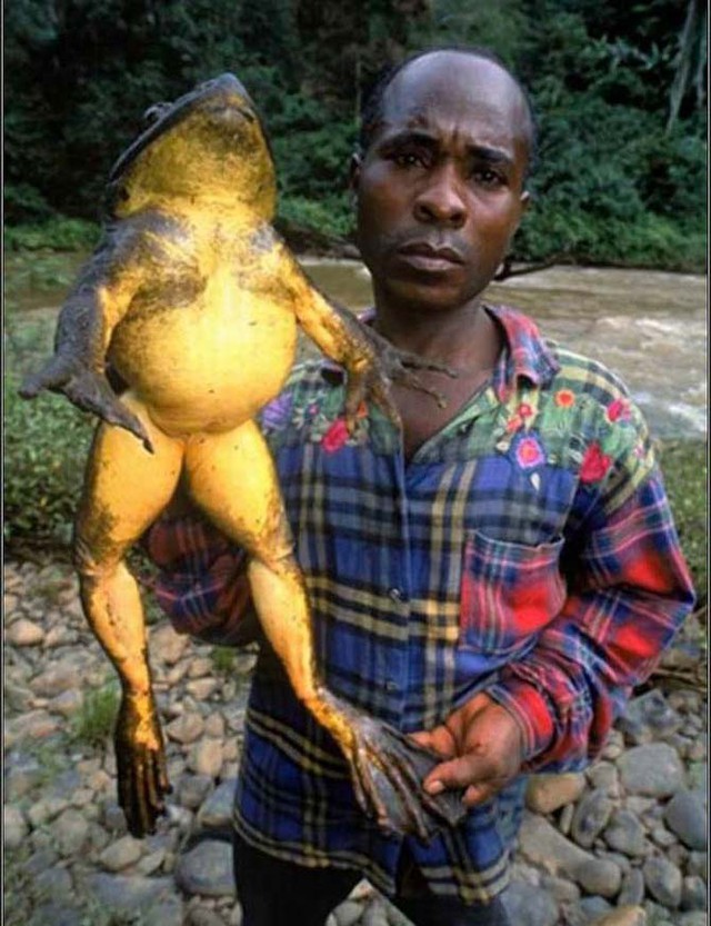 Con ếch trông như sinh vật đột biến với cân nặng trên 3kg.
