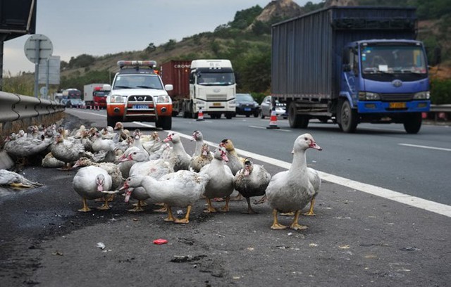 
Những con vịt may mắn sống sót. (Nguồn: chinadaily)
