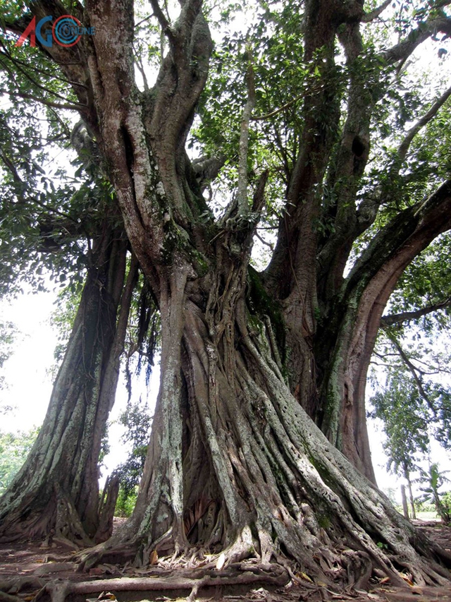 
Cây đa ở thị trấn Long Bình (huyện An Phú).
