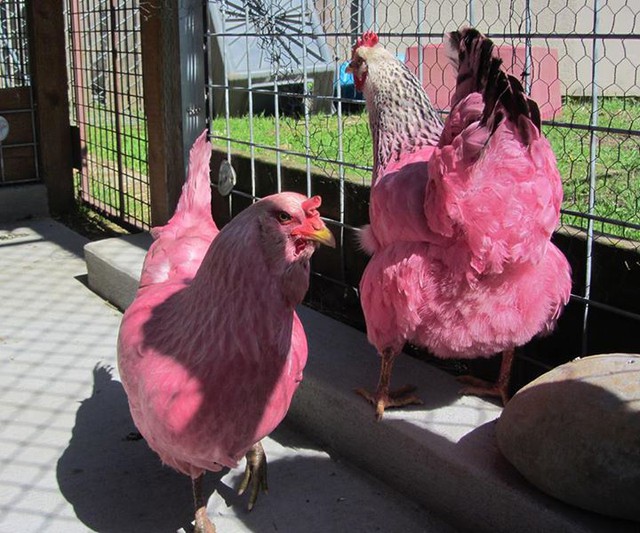 Người dân Mỹ phấn khích với gà màu hồng lang thang trên phố 4