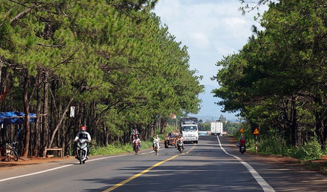 Quộc lộ 14 đoạn đi qua rừng thông phòng hộ ở xã Trường Xuân, H. Đắk Song, tỉnh Đắk Nông (ảnh chụp chiều 24-5) - Ảnh : N.C.T.