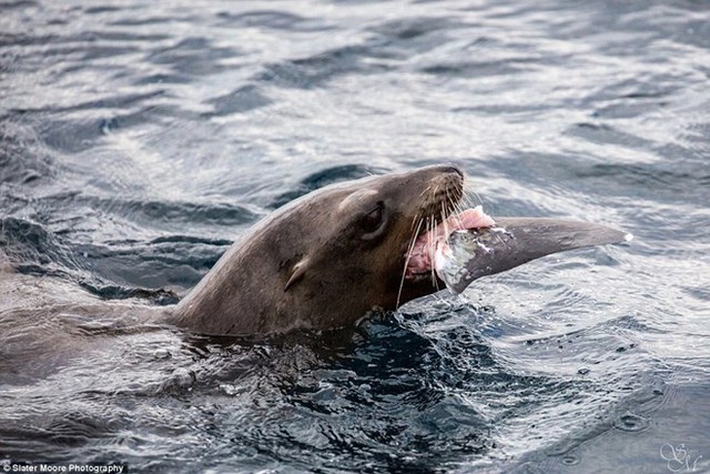 
Chú sư tử biển xé xác con cá mập. (Nguồn: Daily Mail)
