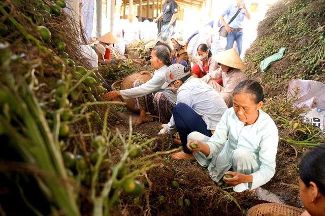 Điểm thu mua của ông Phạm Cường (xã Hương Văn) mỗi ngày thu mua từ 3-4 tấn cau non.