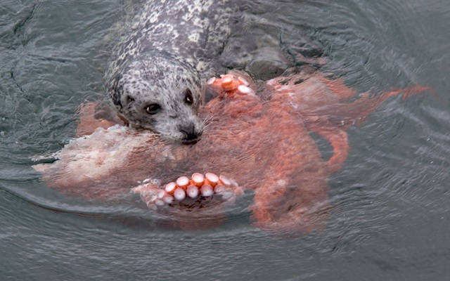 Hải cẩu cắn một con bạch tuộc lớn mà nó bắt được ở Ogden Point, Canada.