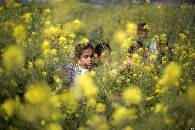 Các bé gái người Palestine hái hoa mù tạt mọc trên cánh đồng ở Dải Gaza.