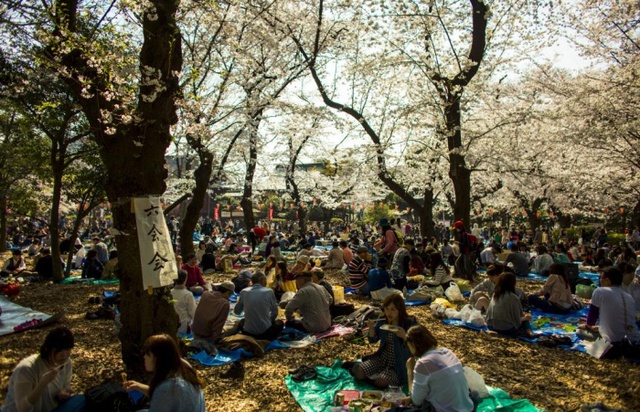 Mọi người ngồi chơi dưới những cây hoa anh đào đang nở rộ trong công viên Ueno ở Tokyo, Nhật Bản.