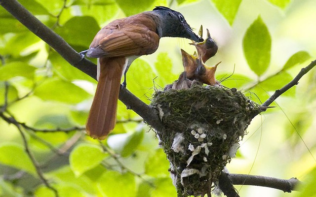 Chim đớp ruồi thiên đường châu Á mớm mồi cho chim non trên tổ tại thành phố Nam Xương, Trung Quốc.