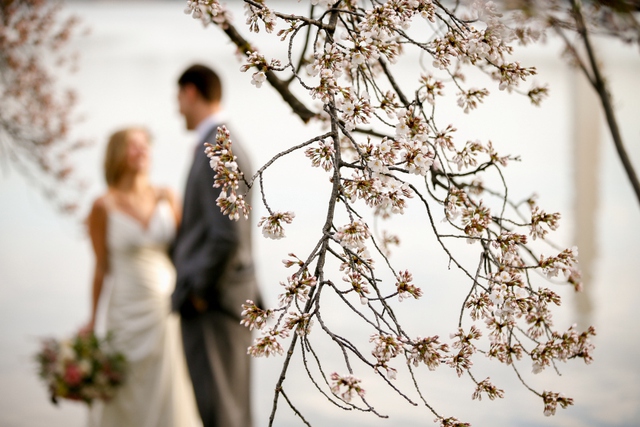 Cặp đôi chụp ảnh cưới giữa những cây hoa anh đào đang nở rộ ở Washington, Mỹ.