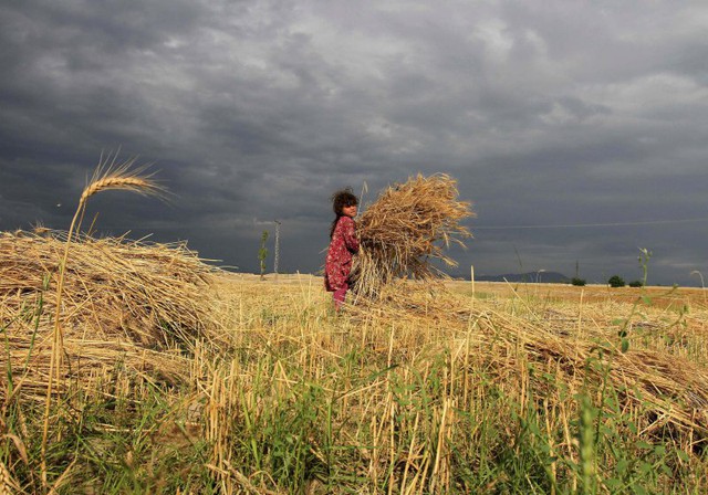 Bé gái làm việc trên cánh đồng lúa mì ở Nangarhar, Afghanistan.