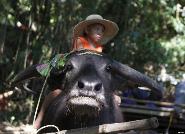 Cậu bé cưỡi trâu trong lễ hội Carabao được tổ chức hàng năm tại Pulilan, Bulacan, Philippines.