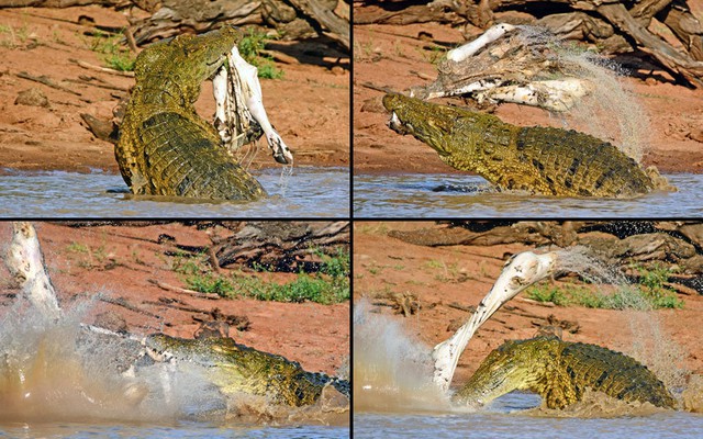 Nhiếp ảnh gia Lisl Moolman ghi được cảnh tượng cá sấu xé xác ngựa vằn dưới đầm lầy Sable trong vườn quốc gia Kruger, Nam Phi.