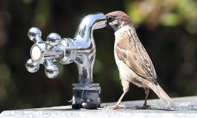 Chim sẻ uống nước vòi trong một công viên ở Suwon, Hàn Quốc.