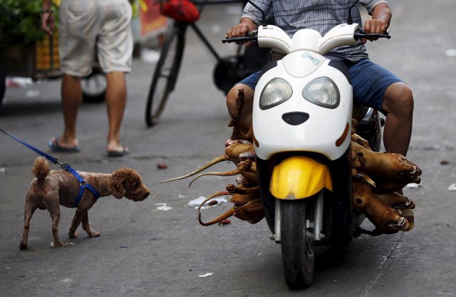 Người đàn ông chở những con chó đã bị thịt đi qua một con chó cảnh tại thành phố Ngọc Lâm, Trung Quốc.