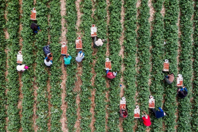 Nông dân thu hoạch dâu tây trên cánh đồng ở Regensburg, Đức.
