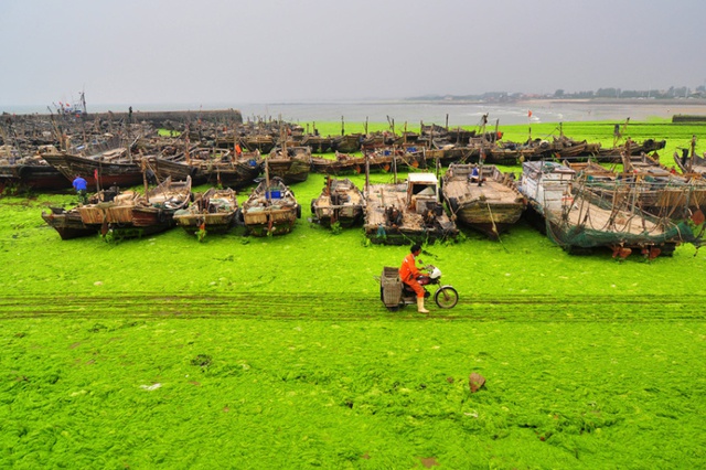 Ngư dân đi xe máy trên bãi biển phủ đầy tảo xanh tại thành phố Nhật Chiếu, tỉnh Sơn, Trung Quốc.