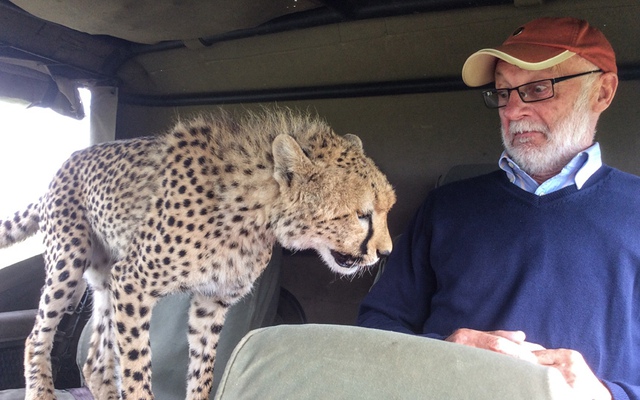 Du khách người Ireland hoảng sợ khi một con báo gấm nhảy lên xe của ông trong vườn quốc gia Maasai Mara, Kenya.