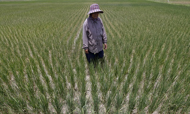 Nông dân đứng trên cánh đồng lúa khô hạn do nắng nóng kéo dài tại tỉnh Suphan Buri, Thái Lan.