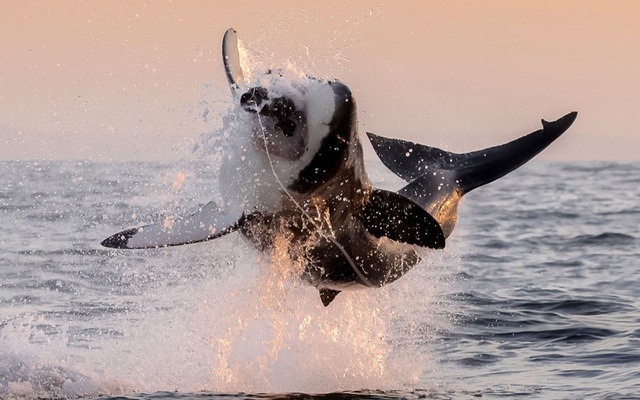 Cá mập trắng lớn lao lên khỏi mặt nước để tấn công hải cẩu giả ở ngoài khơi thị trấn Simons, Nam Phi.